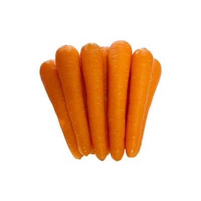 China Wholesale Chinese Fresh Bulk Carrot High Quality Red Red From Manufacturer for sale