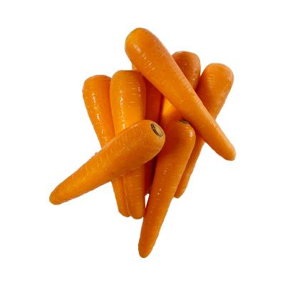 China Fresh the factory directly supplies the latest crop of crispy sweet fresh carrots for sale