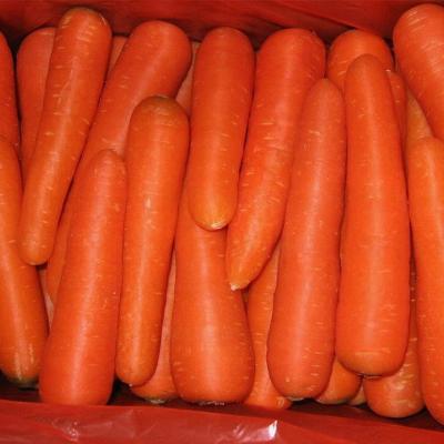 China Fresh high quality fresh vegetable fresh carrot for sale