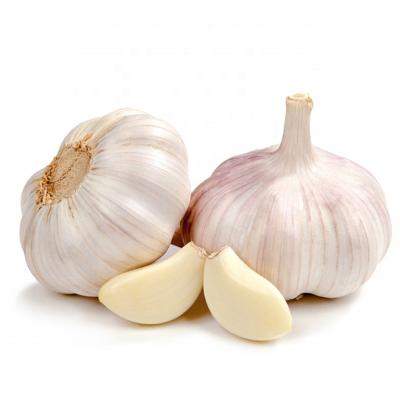 China China Fresh Garlic Supplier 3p Pure White Garlic Exporters Fresh Chinese Garlic Price for sale