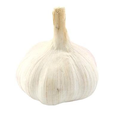 China Wholesale Importers Fresh Garlic Ajo Elephant Garlic Fresh Chinese for sale