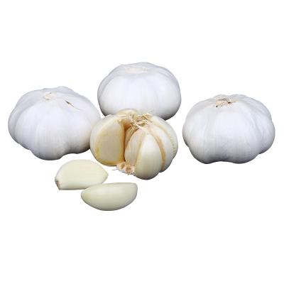 China China export garlic price garlic buyers fresh natural white garlic seed for sale