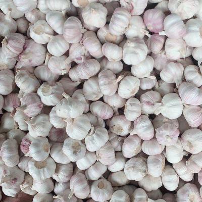 China Garlic Box 10kg Fresh Garlic Wholesale Price India Vietnam Fresh Garlic for sale