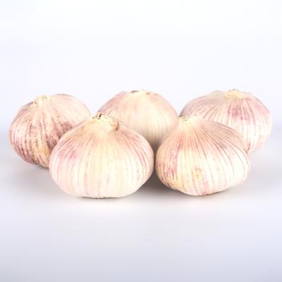 China New China Fresh Wholesale Garlic Chinese Fresh Garlic Beat Bulk Price Garlic for sale