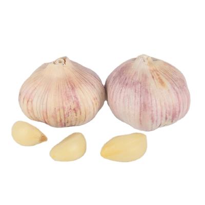 China Low Price Garlic Chinese Fresh Pure White Garlic Normal White Garlic For Sale for sale