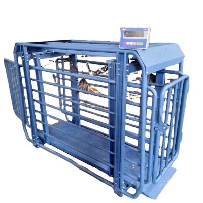 China cattle weighing/china cheap digital sheep animal weighing scale with promotional price for sale