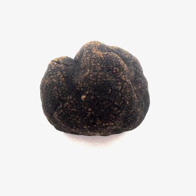 China Wholesale high quality fresh frozen black truffle for sale