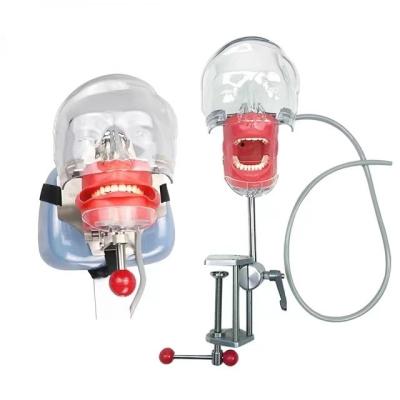 China Dental Teaching Factory Phantom Dummy Head Phantom Simple Dental Simulator for sale