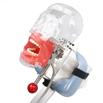 China Dental Teaching Top Selling Dental Single Head Dental Phantom Head Dental Manikin for sale