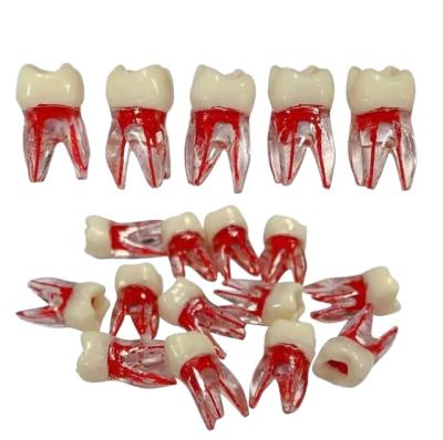 China Dental Teaching Practice Cheaper Price Dental Teeth Root Canal Teeth Endo Training Block Model For Practice for sale