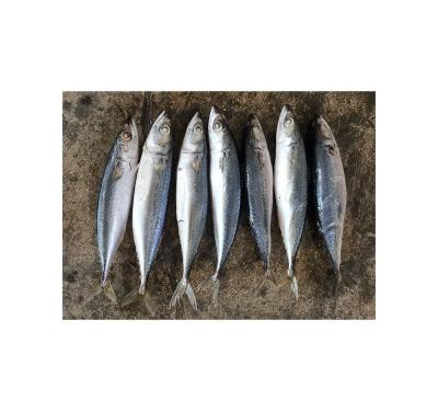 China Vitamins 2021FROZEN PACIFIC JAPONICUS MACKEREL SCOMBER for sale