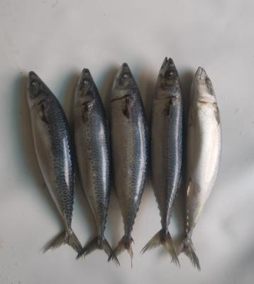 China Vitamins Big Size Frozen Mackerel Fish For Sale Market With High Quality for sale