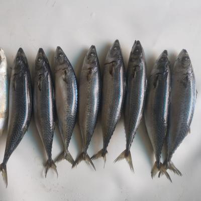 China Vitamin frozen fish frozen mackerel for sale