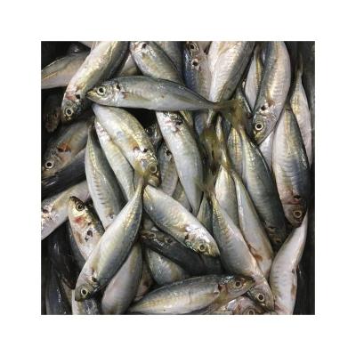 China Frozen scad around whole fish saurels 12-14 for sale