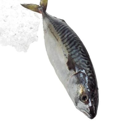 China QY1 2021 Cheap Price Low Sugar Frozen Mackerel Fish for sale