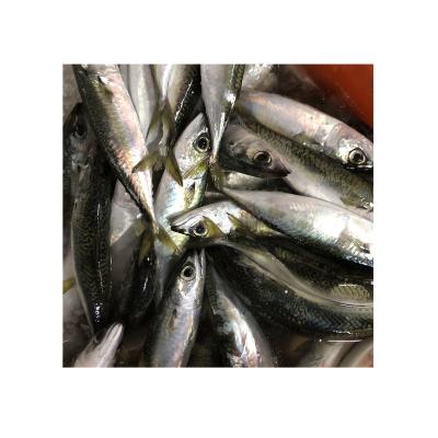 China WR FROZEN Pacific Mackerel and HGT Mackerel for Sale for sale