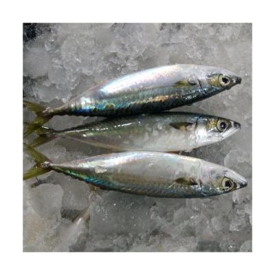 China Wholesale Organic Frozen Mackerel Fish Seafood Round Pacific Sculpin Price X18 for sale