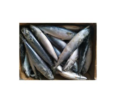 China Vitamins 300G+FROZEN MACKEREL PACIFIC FOR MARKET for sale