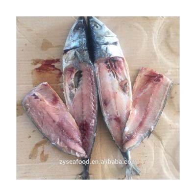 China Vitamins X9 Frozen Pacific Mackerel Fish For Sale Scomber Japoncius HACCP Frozen Whole Mackerel Round Fish for sale