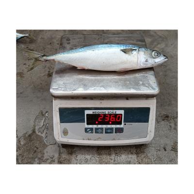 China Vitamins X.25 Whole Round Pacific Mackerel Fish For Sale Sculpin Japonicus Saba Fish Prices Frozen Scomber for sale