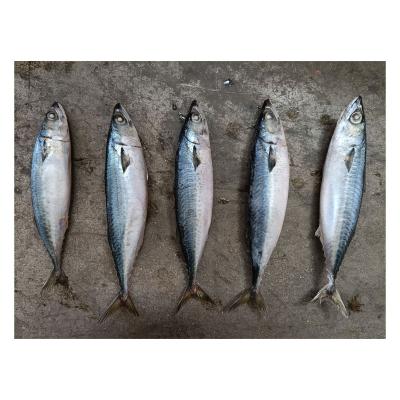 China Vitamins X26 Mackerel Fish Scomber Whole Pacific Mackerel Round Fish Frozen Mackerel Japonicus for sale