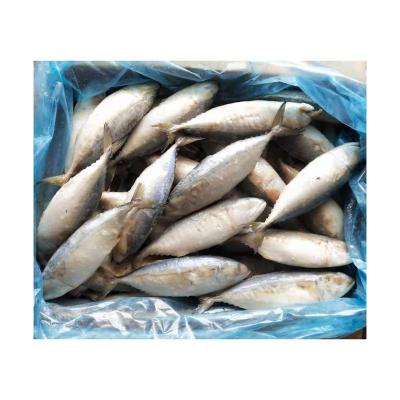 China Frozen Vitamins X42 Indian Mackerel Fish Supplier Whole Round Indian Mackerel Fish for sale