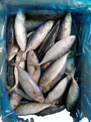 China IQF Low Sugar Cheap Price Frozen Indian Mackerel Fish for sale