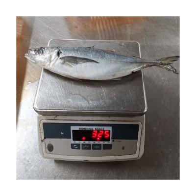 China Small mackerel vitamin frozen trachurus symmetricus supplier saurels 25cm+ for sale