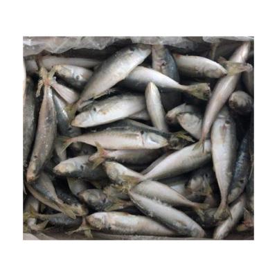 China NATURE Seafood Frozen Frozen Fish Saurels Frozen Fish for sale