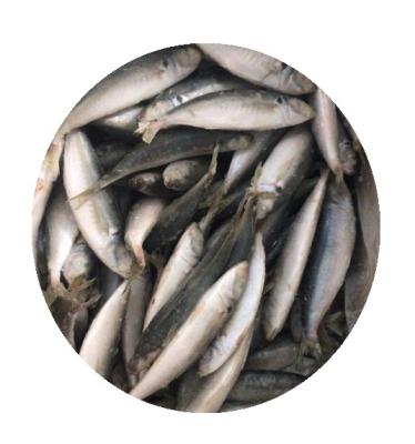 China NATURE Saurels 20CM+ Frozen Fish Frozen Fish for sale