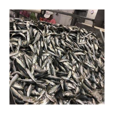 China NATURE 2021 Fresh Fish Sardine Bonito New Hook Round Scad for sale