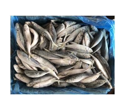 China NATURE Saurels Round Scad Frozen Pacific Layang Scad for sale