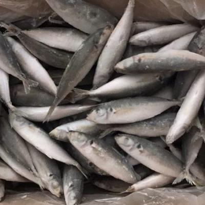 China IQF Round Scad Low Sugar Frozen Fish for sale