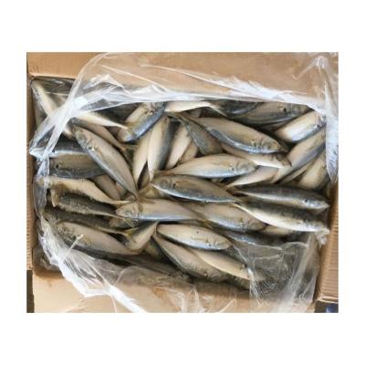 China Saurels seafrozen vitamins fish price saurels for sale for sale