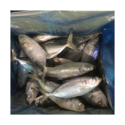 China Frozen Vitamins W/R Big Eye Fish For Market Jack Mackerel Whole Round Scad Fish Saurels for sale