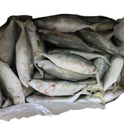 China Low Sugar Cheap Price Frozen Indian Mackerel Fish for sale