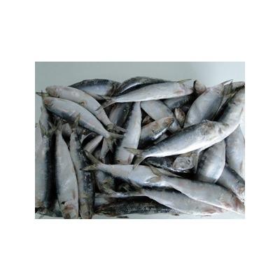 China Vitamins 80 / 120g Frozen Light Sea Catching Sardine For Canning Frozen Sardine for sale