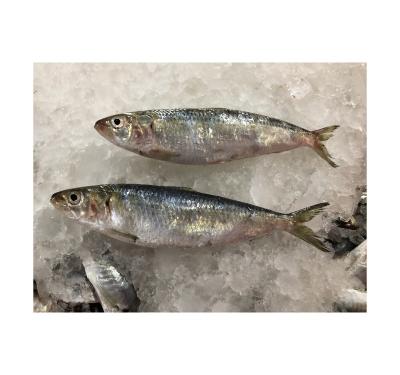 China NATURE All Size For Frozen Thailand Sardine Fish for sale