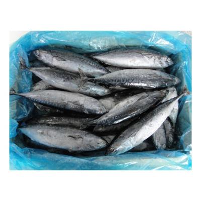 China Vitamins 200 / 300g Fresh Land Frozen Bonito Tuna For Canning for sale