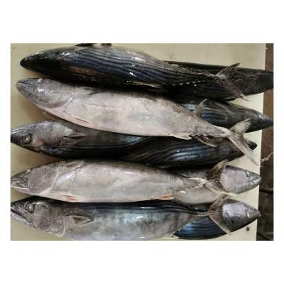 China Vitamins Sea Bonito 1000/2000g Frozen Skipjack Tuna for sale