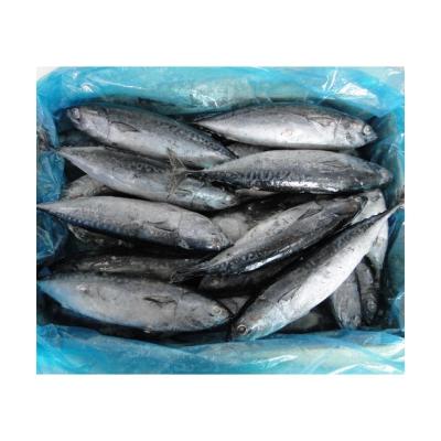 China Tuna Fish frozen bonito of vitamin skipjack for sale