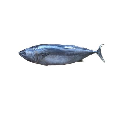 China Orientalis frozen sarda of large size low sugar skipjack fish for sale