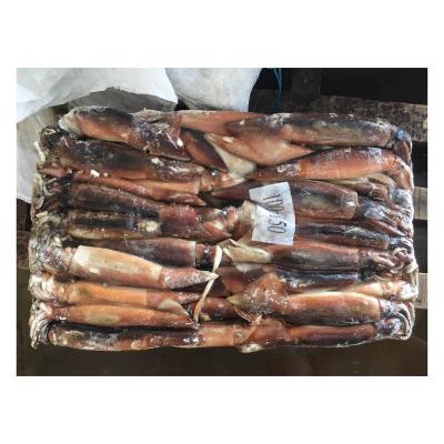 China X22 Argentina Nutritious Frozen Squid For Market HACCP Frozen Argentinian Squid Whole Round Illex for sale