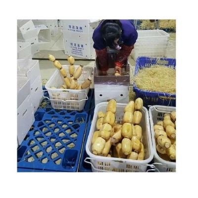 China Fresh Premium Frozen Vegetables Easy Cook High-quality and Cheap Fresh Lotus Roots from China for sale