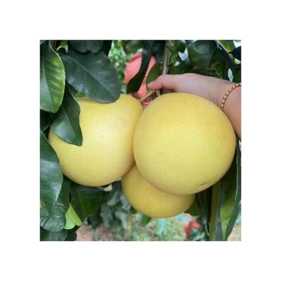 China Fresh Healthy Nutritious Fresh Green Pomelo Grapefruit Green Skin Pomelo Class 1 Pink Flesh Citrus Fruit for sale