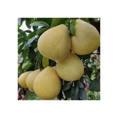 China Fresh Agriculture Food Wholesale Natural Fresh Organic Pomelo Good Taste Green Pomelo Grapefruit for sale