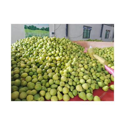 China Fresh Fruit Export High Quality Healthy Nutritious Fresh Green Pomelo Grapefruit Fresh Citrus Fruit for sale