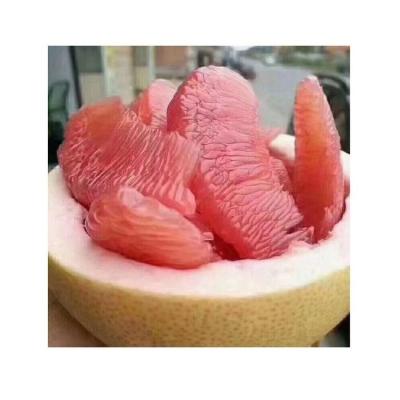 China Fresh High Quality Juicy Bulk Fresh Grapefruit Fresh Fruit Pomelo for Export In Bulk for sale