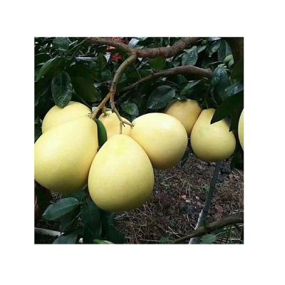 China Fresh Pomelo Fruit Buy Online Grapefruit Fruit Benefits Frozen Pomelo Fruit Grapefruit Calories for sale