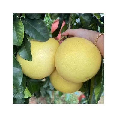 China Fresh 2023 New Crop Supply Fresh Honey Pomelo High Quality Chinese Red Pomelo Fruit Grapefruit for sale